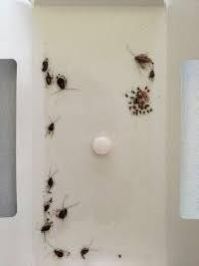 Cockroach Glue Trap