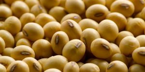 Organic Soyabean