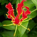 Gloriosa Superba Seeds