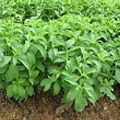 Stevia Crop