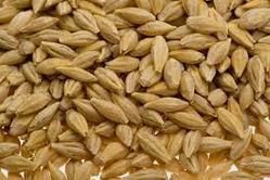 Indian Barley