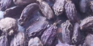 Black Cardamom