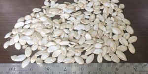 Pumpkin Seed