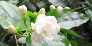 Fresh Jasmine Flower