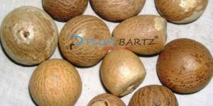 Areca Nuts