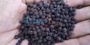 Black Pepper