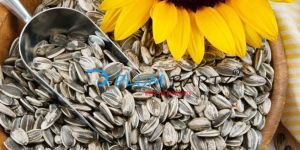Sunflower Seeds