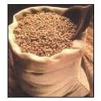 Wheat Seeds