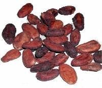 Cocoa Seeds