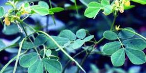 Cassia Tora