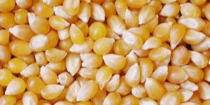 Maize Seeds
