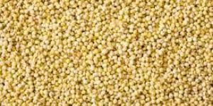 Millets Seeds
