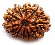 10 Mukhi Rudraksha