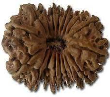 18 Mukhi Rudraksha