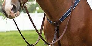 Horse Breastplates