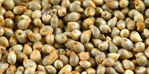 Pearl Millet Seeds