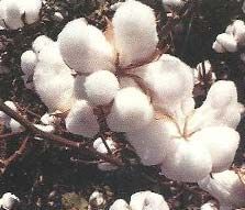 Raw Cotton