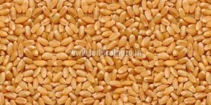 Lokwan Wheat Seeds