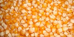 Yellow Corn