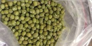 Green Mung Bean