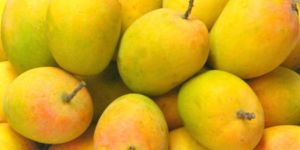 Fresh Alphonso Mango