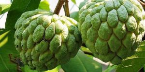 Fresh Custard Apple