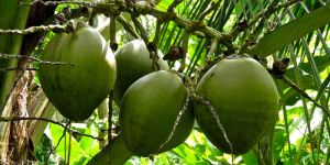 Fresh Green Coconut