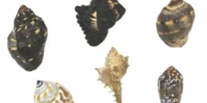 Multiple Sea Shell with Lord Ganeshji