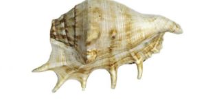 Sea Shell Shankh