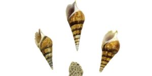 Sea Shell with Coral