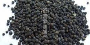 Black Pepper Seeds