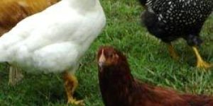 Herbal Veterinary Feed Additives