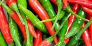 Fresh Chilli