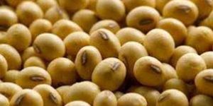 Soybean Seeds