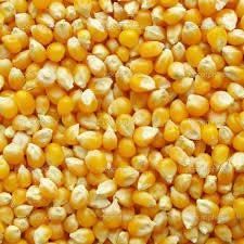 Yellow Corn Seeds