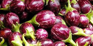 Fresh Brinjal