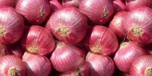 Fresh Red Onion