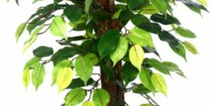 Ficus Plant N.Stick 2'