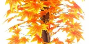 Maple Plant N.Stick  2'(Orange, )