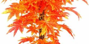 SUGAR MAPLE PLANT -2'