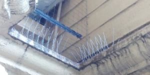 Bird Spike Installation Services