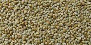 Millet Seeds