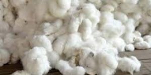 Raw Cotton