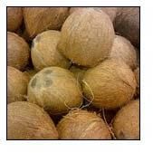 Fresh Coconut