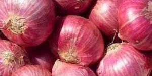 Fresh Red Onion