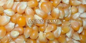 Yellow Maize Seeds