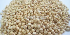 White Sorghum