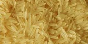 Golden Sharbati Rice