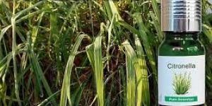 Citronella Essential Oil