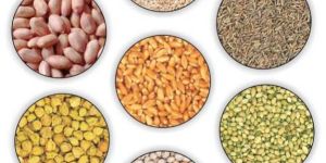 Research & Hybrid Seeds